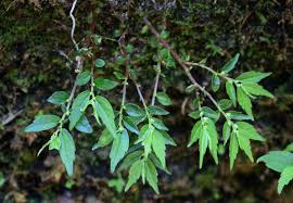 Image result for Elatostema monticola