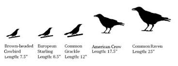 Identifying Black Birds K 12 Education K 12 Education