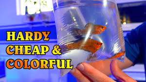 Since 1990, mollies kountry kitchen has been an apple valley and victorville hotspot for high desert home cooking. Top 10 Benefits Of Keeping Mollies In A Saltwater Tank Reef Builders The Reef And Saltwater Aquarium Blog