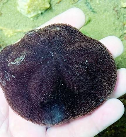 Sea Biscuit
