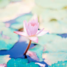 Maybe you would like to learn more about one of these? The 10 Most Beautiful Flowers In The World