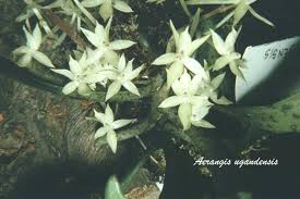Image result for Aerangis ugandensis