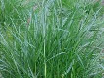 Grass - Definition, Families, & Facts - Britannica