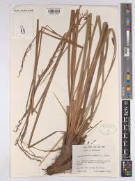 Image result for Costularia