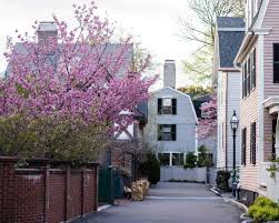 Yellow flowering trees in massachusetts. 27 Flowering Trees For Massachusetts Yards Progardentips