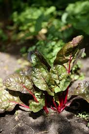 Pflücksalate wachsen immer wieder nach, sodass du das ganze jahr über leckeren frischen salat genießen kannst. Dieses Gemuse Treibt Nach Der Ernte Immer Wieder Aus Freudengarten