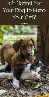 There is no need to yell or growl at your dog. Why Is Your Dog Humping Your Cat How Do You Stop It Dogvills
