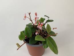 Image result for Begonia elaeagnifolia