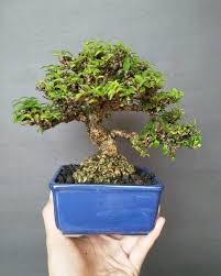 Jual Produk Dan Promo Bonsai Anting Putri Mame Terbaik Dengan Harga Terbaru Di Pricearea Com
