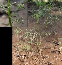 Image result for Apium leptophyllum