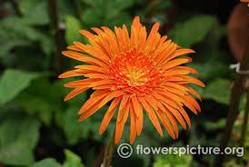 Pin On Gerbera Flamingoholland 36x4 2