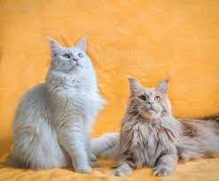 kedim kayboldu kaybolan kedi nasil bulunur goren duyan