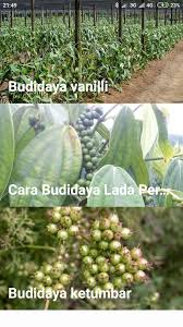 Budidaya Vanilli Lada Ketumbar For Android Apk Download