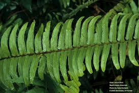 Image result for Nephrolepis