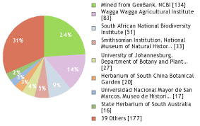 Image result for Eragrostis sclerantha