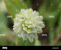 Image result for Gomphrena celosioides
