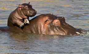 Hippos Kill The Most Humans Per Year In Africa Hippopotamus Baby Hippo Animals Beautiful
