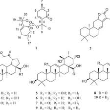 Image result for Equilabium petiolare