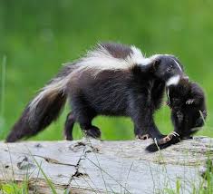 How do i know i can trust these reviews about orkin? Wildlife Detectives Animal Removal Services
