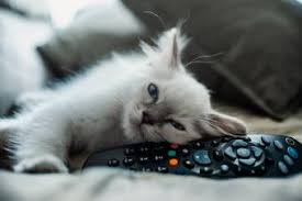 Some sweet and innocent, some fierce and brave. 160 Disney Cat Names Inspired By Your Favorite Films Lovetoknow