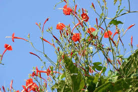 Image result for Ipomoea hederifolia