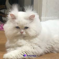 강호동은 15일 오후 상암동 스탠포드 호텔에서 열린 jtbc 새 예능프로그램 '마리와 나' 제작발표회에서 고양이 너무. Wikitree ìœ„í‚¤íŠ¸ë¦¬ ê°•í˜¸ë™ ê³ ì–'ì´ì§¤ì˜ ì£¼ì¸ê³µ ë§ìˆ™ì´ í'œì •ì´ ëª‡ê°œì•¼ã… ã… ã… ã… ã… ë„˜ê·€ ì¡´ê·€ Facebook