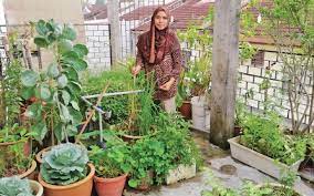 Lihatlah lahan kosong di sekitar rumah anda. Petik Sayur Belakang Rumah
