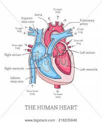 Hand Drawn Illustration Of Human Heart Anatomy Educational