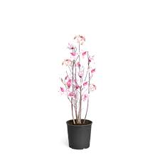 Add a shady spot or a splash of color to your yard with a tree or bush from our wide selection of trees, bushes and shrubs. 8 10 To 20 F Ornamental Trees Trees The Home Depot