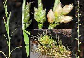 Image result for Coelachne africana