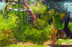 We did not find results for: Live Plants And Lighting In Aquariums
