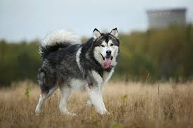 It's a large dog at about 22 to 26 inches tall, weighing between 71 to 95 pounds. Alaskan Malamute Dog Breed Information