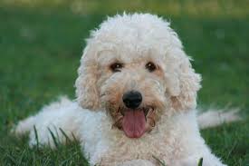 A combination of the high intelligence of the parent breeds. Calypso Breeze Australian Labradoodles Dog Blog