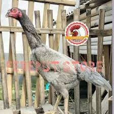 Campuran warna membuat desain lebih hidup.menarik perhatian, membangun suasana, bahkan mempengaruhi emosi dan persepsi kita. Jual Produk Telur Ayam Bangkok Termurah Dan Terlengkap Agustus 2021 Bukalapak