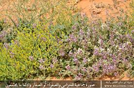 بعدستي 50 نبتة من النباتات البرية بالأسم والصورة الجزء الأول