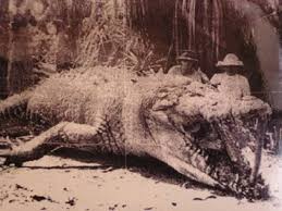 The crocodile can snap its jaw shut quickly and with much power. Crocodiles Do Not Die Awesci Science Everyday
