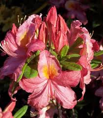 Azalée de chine rouge orangée. Azalea Mollis Orange Azalee De Chine Orange
