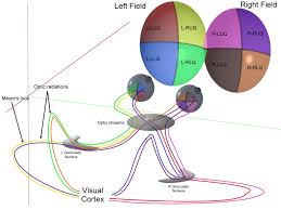 Visual Field Defects Ophthalmology Medbullets Step 2 3