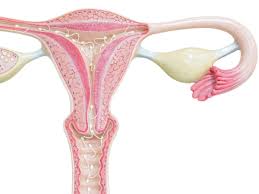Image result for uterus