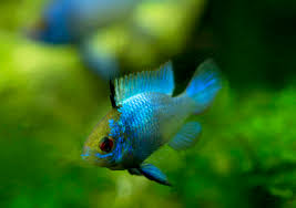 May 02, 2019 · the electric blue acara ( andinoacara pulcher) is a freshwater fish native to the slow flowing rivers and lakes of central and south america. Electric Blue Acara Aequidens Pulcher Care Guide Aquariadise