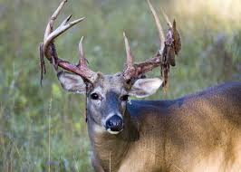 the antler growth timeline wired to hunt