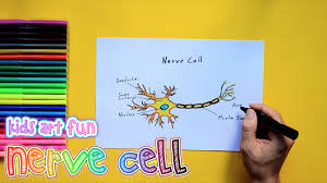 How To Draw And Color A Nerve Cell Science Drawing Art For Kids Nerve Cell