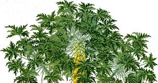 20 gambar kartun ibu menyiram tanaman gambar mewarnai membantu ibu menyiram bunga kalau kemarin. Cara Gambar Pohon Pepaya Pepaya Wikipedia Bahasa Indonesia Ensiklopedia Bebas Panduan Teknis Budidaya Pepaya Alam Tani Praktek Tanaman Menggambar Pohon Pohon