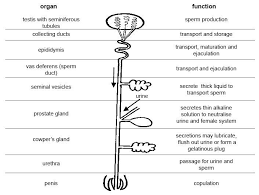 Anatomy And Physiology Of Animals Diagram Summarising The Functions Of The Male Reproductive Orga Reproductive System Anatomy And Physiology Human Body Systems