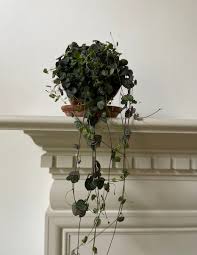 Image result for Ceropegia