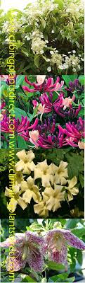 The hardiness of most of these plants will stun you! Garden Mints