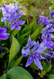 Image result for Babiana