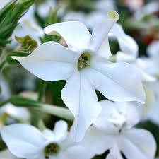 Image result for Nicolasia coronata