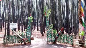 Pinus mangunan berada di desa sukorame, mangunan, dlingo kabupaten bantul , daerah istimewa. Hutan Pinus Mangunan Spot Berburu Foto Ala Film Twilight