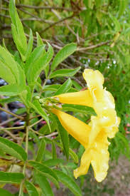 Image result for Tecoma stans